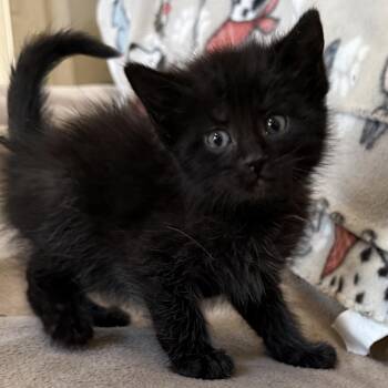 Domestic Short Hair Cats Available for Adoption in Glenelg, Maryland - Hail | PetCurious