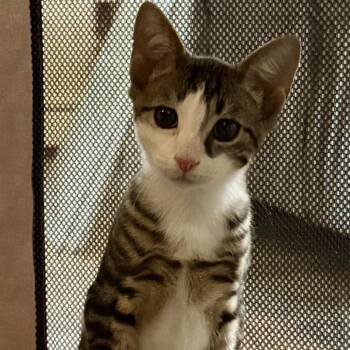 Tamari -  Domestic Short Hair Cat for Adoption in New York, New York - Tamari | PetCurious