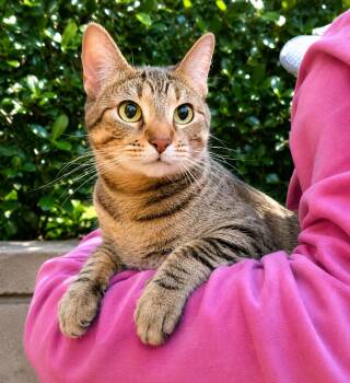 Mimi - new -  Tabby Cat for Adoption in Los Angeles, California - Mimi - New | PetCurious
