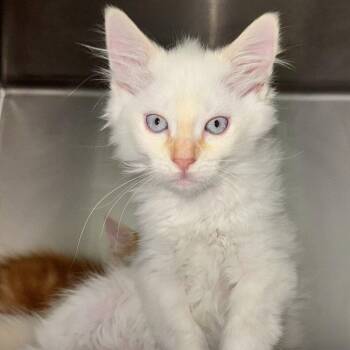 Rhubarb Cobbler -  Siamese and Domestic Medium Hair Cat for Adoption in Candler, North Carolina - Rhubarb Cobbler | PetCurious