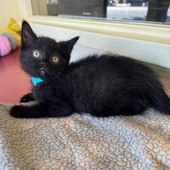 Dario -  Domestic Medium Hair Cat for Adoption in Los Angeles, California - Dario | PetCurious