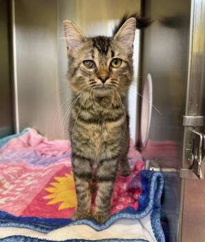 Rosie -  Domestic Short Hair Cat for Adoption in Sioux City, Iowa - Rosie | PetCurious