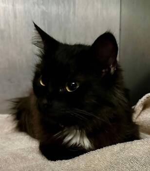 Rescue Domestic Long Hair Cats for Adoption in Waynesville, Missouri - Regina | PetCurious