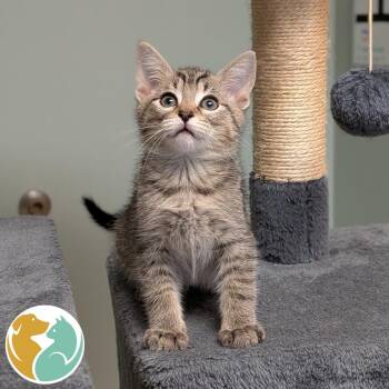 Maki -  Domestic Short Hair Cat for Adoption in Toledo, Ohio - Maki | PetCurious