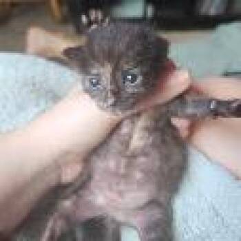 Jokers to the Right of Me -  Domestic Short Hair Cat for Adoption in Boerne, Texas - Jokers To The Right Of Me | PetCurious