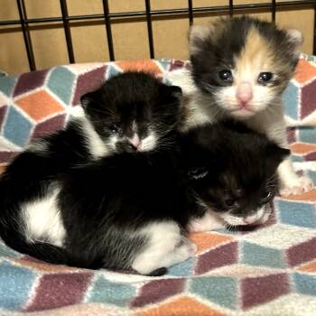Rescue Domestic Short Hair Cats for Adoption in Long Beach, California - Puma | PetCurious