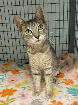 Ayla -  Domestic Short Hair Cat for Adoption in Grants Pass, Oregon - Ayla | PetCurious
