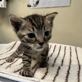 Tanner -  Domestic Short Hair Cat for Adoption in Pasadena, California - Tanner | PetCurious