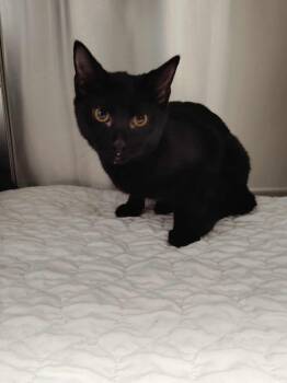 Rescue Domestic Short Hair Cats for Adoption in Republic, Missouri - Rose | PetCurious