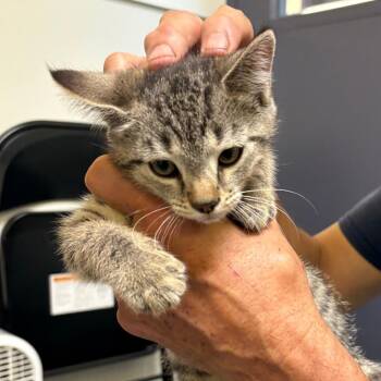 Suzuki -  Domestic Short Hair Cat for Adoption in Charlottesville, Virginia - Suzuki | PetCurious