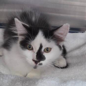 Coconut -  Domestic Medium Hair Cat for Adoption in Lakeland, Florida - Coconut | PetCurious
