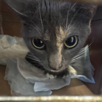 Peaches -  Domestic Short Hair Cat for Adoption in West Palm Beach, Florida - Peaches | PetCurious