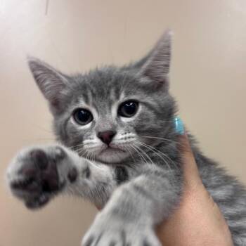 Domestic Short Hair Cats Available for Adoption in Goleta, California - Celia | PetCurious