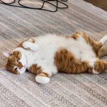 Domestic Short Hair Cats Available for Adoption in Sarasota, Florida - Honey | PetCurious