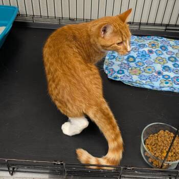Morris -  Domestic Short Hair Cat for Adoption in Hannibal, Missouri - Morris | PetCurious