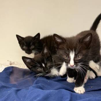 Polaroid -  Domestic Short Hair Cat for Adoption in Philadelphia, Pennsylvania - Polaroid | PetCurious