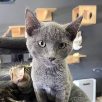 Bubbles -  Domestic Short Hair Cat for Adoption in Las Vegas, Nevada - Bubbles | PetCurious