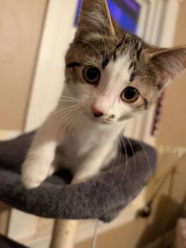 Rescue Domestic Short Hair Cats for Adoption in Toronto, Ontario - Lilac | PetCurious