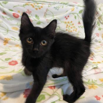 Fritter -  Domestic Long Hair Cat for Adoption in Plant City, Florida - Fritter | PetCurious