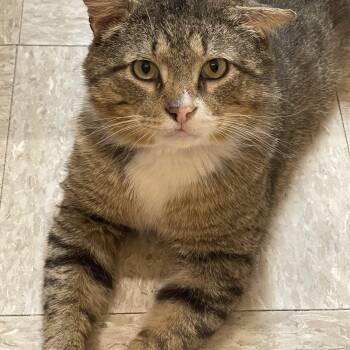Domestic Short Hair Cats Available for Adoption in Hammond, Indiana - Jackson | PetCurious