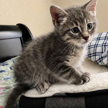 Joel Samuel -  Domestic Short Hair Cat for Adoption in Houston, Texas - Joel Samuel | PetCurious