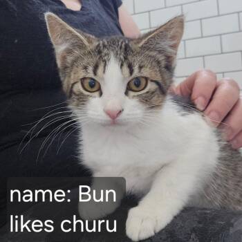 Bun Orr -  Domestic Short Hair Cat for Adoption in Eagle Mountain, Utah - Bun Orr | PetCurious