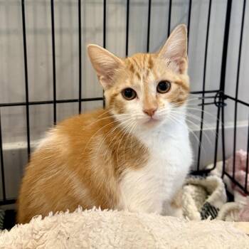 Pineapple Pam -  Domestic Short Hair Cat for Adoption in Louisville, Kentucky - Pineapple Pam | PetCurious