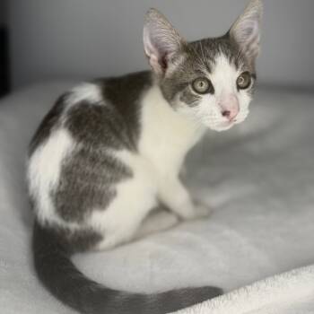 Rescue Domestic Short Hair Cats for Adoption in San Antonio, Texas - Freddie | PetCurious