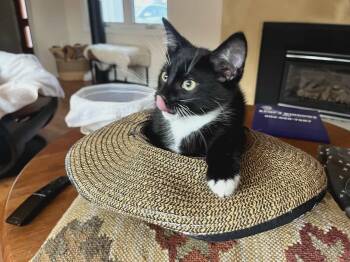 Rescue Domestic Short Hair Cats for Adoption in Gladstone, Oregon - Jem - TKAM Finch Brother | PetCurious