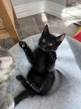 Rescue Domestic Short Hair Cats for Adoption in Dallas, Texas - Houdini | PetCurious