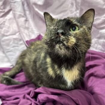 Domestic Short Hair Cats Available for Adoption - Meal Ticket 55833 | PetCurious