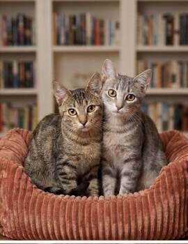 American Shorthair Cats Available for Adoption in East Orange, New Jersey - Rudy & Sadie | PetCurious