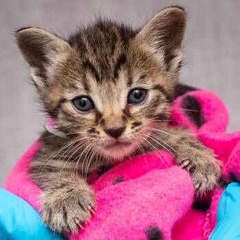 Domestic Short Hair Cats Available for Adoption in Hattiesburg, Mississippi - Ice Pop | PetCurious