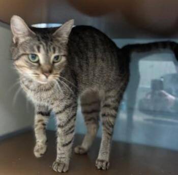 Domestic Short Hair Cats Available for Adoption - Sushi | PetCurious