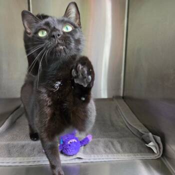 Nina -  Domestic Short Hair Cat for Adoption in Harrisonburg, Virginia - Nina | PetCurious