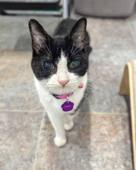 Rescue Domestic Short Hair Cats for Adoption in Grand Rapids, Michigan - Melon | PetCurious