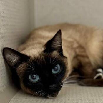Siamese Cats Available for Adoption - Lydia | PetCurious