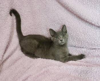 Mila -  Russian Blue Cat for Adoption in St. Augustine, Florida - Mila | PetCurious