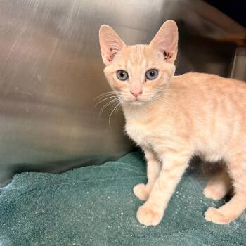 Panini -  Domestic Short Hair Cat for Adoption in Palm Springs, California - Panini | PetCurious