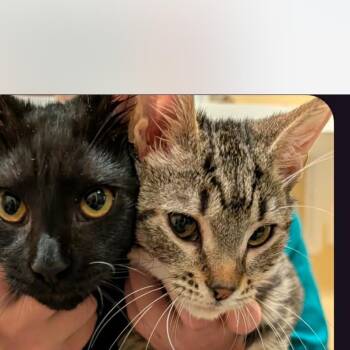 Otis -  Domestic Short Hair Cat for Adoption in Hagerstown, Maryland - Otis | PetCurious