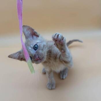 Lobster -  Domestic Short Hair and Siamese Cat for Adoption in Plainfield, Illinois - Lobster | PetCurious