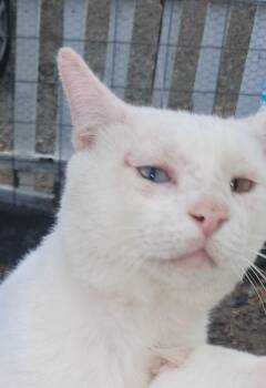 Walter -  Domestic Short Hair Cat for Adoption - Walter | PetCurious