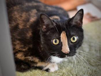 Pumpkin -  Domestic Short Hair Cat for Adoption in Portland, Oregon - Pumpkin | PetCurious