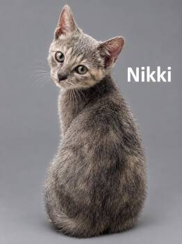 Niki -  Domestic Short Hair Cat for Adoption in Lucas, Texas - Niki | PetCurious