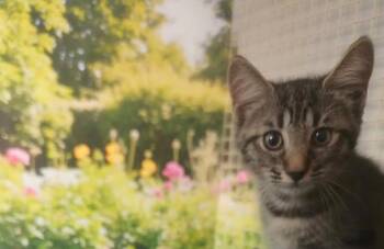 Starfire -  Domestic Short Hair Cat for Adoption in Town 