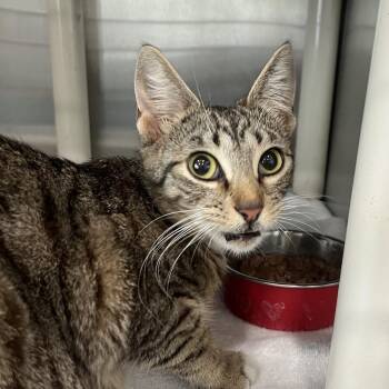 Domestic Short Hair Cats Available for Adoption in Richmond Hill, Georgia - Annie | PetCurious