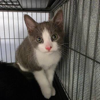 William -  Domestic Short Hair Cat for Adoption in Desert Hot Springs, California - William | PetCurious