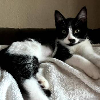 Rescue Domestic Short Hair Cats for Adoption in Pompano Beach, Florida - McKenna | PetCurious