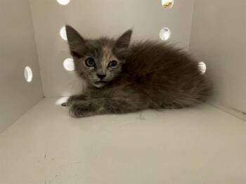 TINKER BELL -  Domestic Long Hair Cat for Adoption in Ontario, California - TINKER BELL | PetCurious