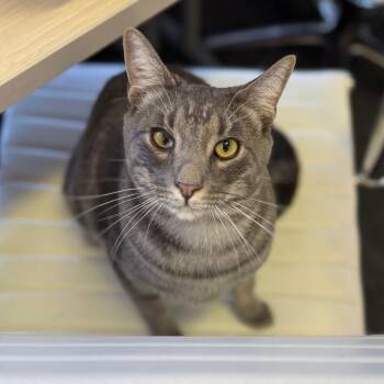 Tabby and Domestic Short Hair Cats Available for Adoption in Morgan Hill, California - Brady | PetCurious